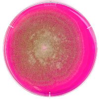 Агар с бенгальским розовым и хлорамфениколом для микробиологии