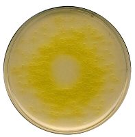 Цетримидный агар, основа селективного агара для Pseudomonas, для микробиологии