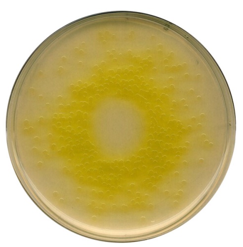 Цетримидный агар, основа селективного агара для Pseudomonas, для микробиологии