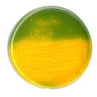 Агар TCBS для выделения и селективного культивирования Vibrio cholera