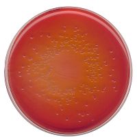 Агар МакКонки для выделения сальмонелл, шигелл и колиформных бактерий (According harm. EP/USP/JP)