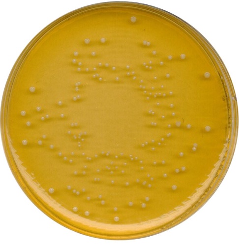 Универсальный пивной агар для микробиологии
