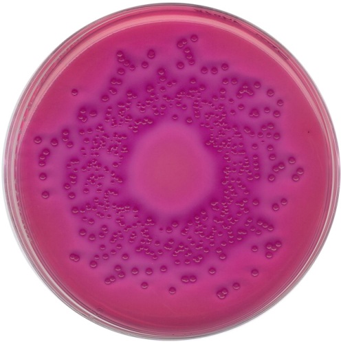 Агар VRBD с кристаллическим фиолетовым, нейтральным красным, желчью и глюкозой по Мосселю